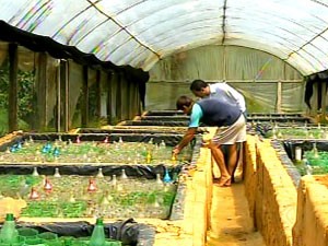 Criação de peixe beta é opção de renda na Zona da Mata (Foto: Reprodução/TV Integração)