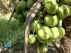 Chegada do verão aumenta produção de coco em Linhares, ES