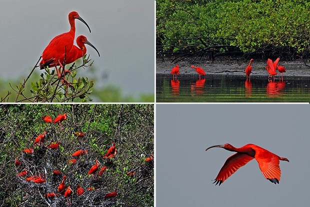 Guaras Se Alimentam De Caranguejos Que Dao Cor Vermelha As Penas Especiais G1 The group, originally known as falange vermelha (red phalanx), was formed in 1979 as an alliance between ordinary convicts and leftist militants who were incarcerated together during the military. g1 globo
