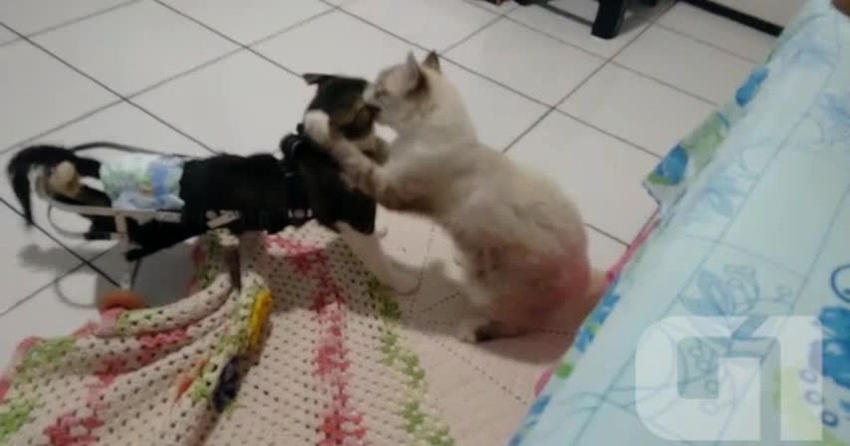 G1 - Gato atropelado se locomove com ajuda de cadeira de rodas no Piauí ...