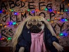Pug faz sucesso na internet com paródia de cenas de 'Stranger Things'