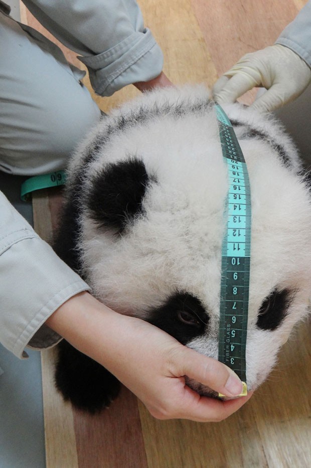 Yuan Zai, de três meses, é medido por funcionários do Zoológico de Taipei, em Taiwan. (Foto: AFP Photo/Taipei City Zoo)