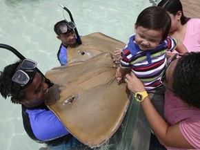 Turistas Podem Nadar Com Arraias E Tubaroes Em Oceanario Nas Filipinas Turismo E Viagem G1