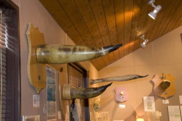 O Museu do Pênis na Islândia reúne falos gigantescos de baleias a microscópicos testículos do rato do campo. Fundado por Sigurdur Hjartarson, o museu, considerado o único do gênero do mundo, fica numa pequena aldeia pesqueira de Husavik, no litoral norte do país.  (Foto: Halldor Kolbeins/AFP)