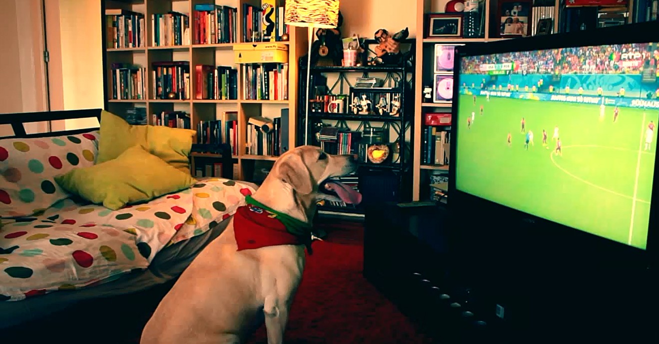Cachorro é flagrado assistindo futebol sentado no sofá feito gente