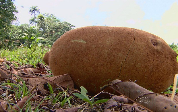 Rede Globo Redeamazonica Bom Dia Amaz Nia Mostra Riquezas Do