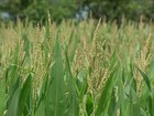 Mato Grosso investe na produção de milho