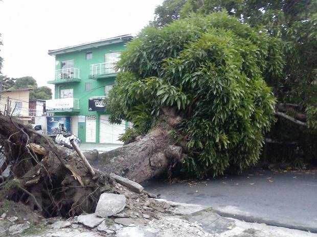 Árvore de grande porte desabou sobre casa, assustando moradores em Icoaraci, distritro de Belém,  na manhã desta segunda (17). (Foto: Aparecida Santos/Arquivo pessoal)