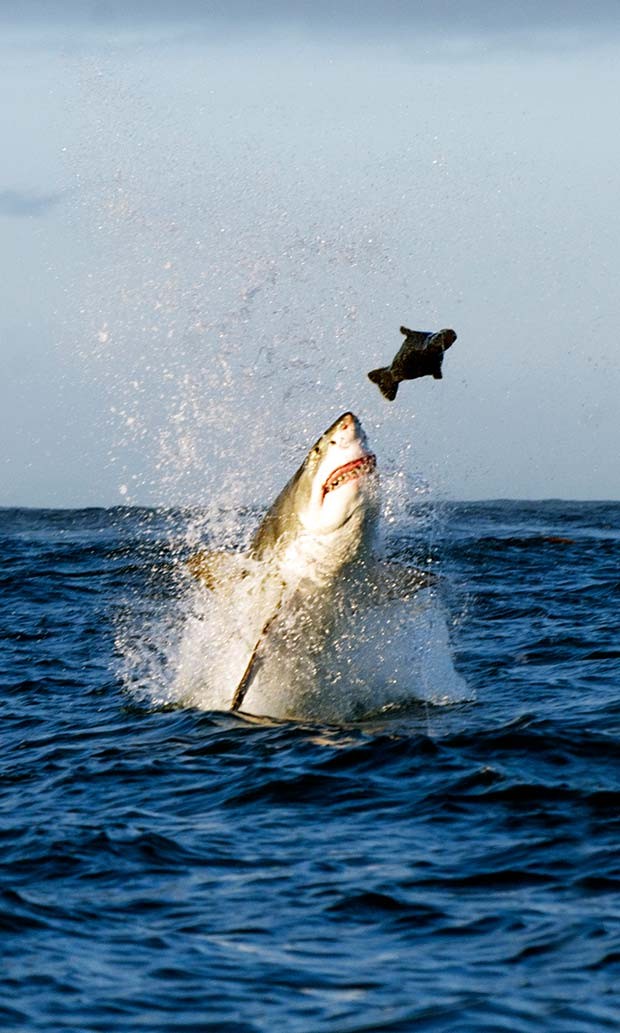 Tubarão-branco é flagrado em ação predatória na África do Sul pelo fotógrafo brasileiro Daniel Botelho (Foto: Daniel Botelho)
