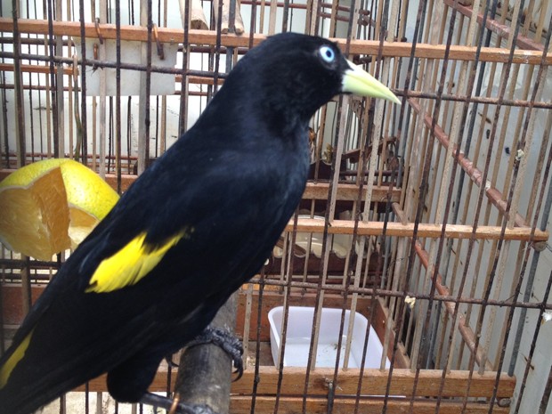 Ao total, 16 espécies foram registradas entre as 60 aves que foram apreendidas (Foto: Walter Paparazzo/G1)