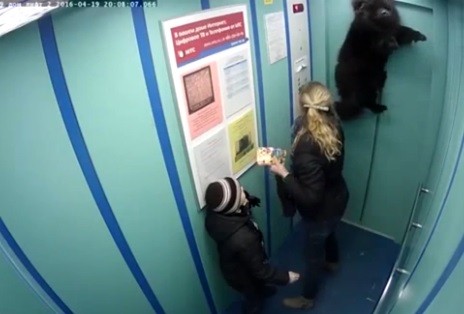 Cão preso na porta do elevador é erguido