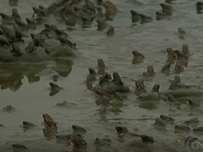 Apos Chuvas No Sertao Infestacao De Pequenos Sapos Assusta Moradores Petrolina E Regiao G1
