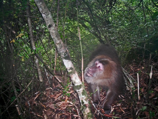 Exemplar de macaco-tibetano visto na região de Sichuan (Foto: WWF/Peking University)