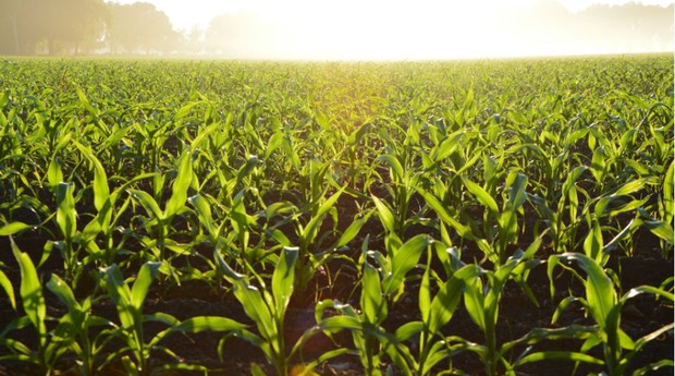 Valor irá subvencionar o seguro rural das culturas de inverno, especialmente milho e trigo (Foto: Pexels)