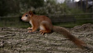 Mais esquilos serão examinados antes de reabertura de parque em Los Angeles, nos EUA (Foto: BBC)
