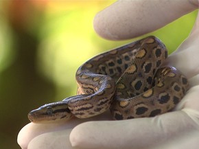 Zoologico Anuncia Nascimento De 13 Filhotes De Jiboia Arco Iris Em Salvador Bahia G1