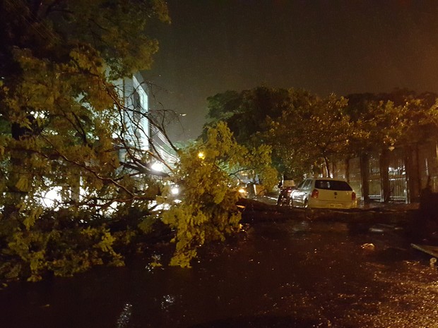 Árvore cai e interdita rua do Setor Universitário em Goiânia, Goiás (Foto: Paula Resende/ G1)
