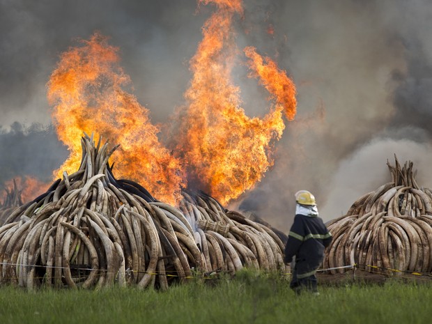 Quênia queima toneladas de marfim  (Foto: AP)