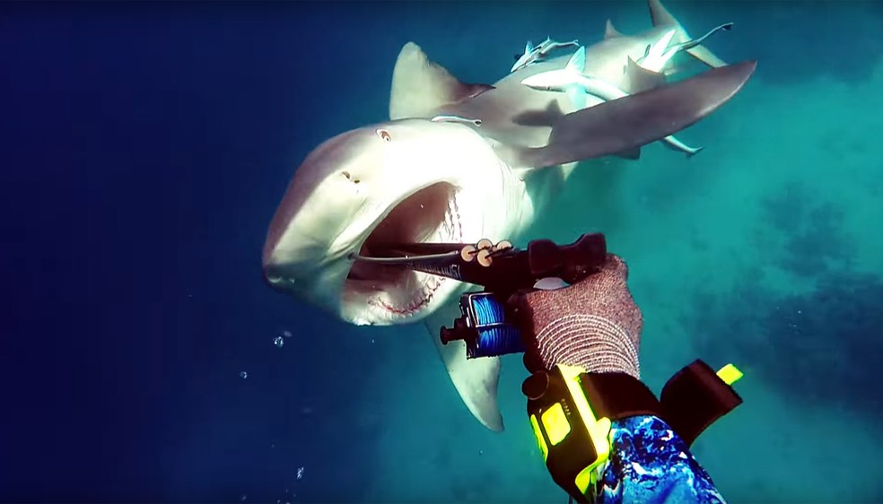 Kerry conseguiu atingir animal com lança de pesca (Foto: Liquid Vision/Reprodução/Youtube)
