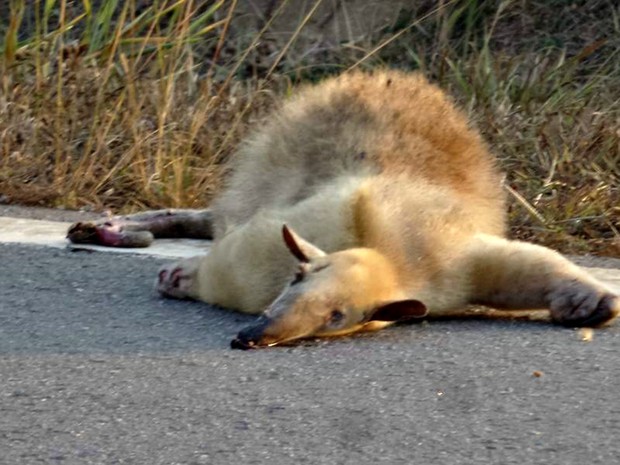 Animal foi atropelado em rodovia do Acre (Foto: Alexandre Anselmo/ Arquivo pessoal)