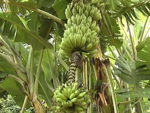 Bananeira tem várias pencas na mesma haste (Foto: Reprodução / TV Tem)