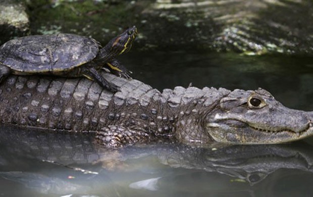 Tartaruga foi flagrada pegando uma carona nas costas de aligátor (Foto: Reuters)