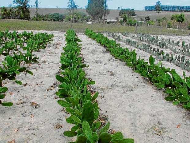 Cacto será plantado no ES para servir de alimento (Foto: Divulgação/Incaper)