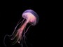 Aquecimento dos oceanos pode extinguir espécies de plânctons 