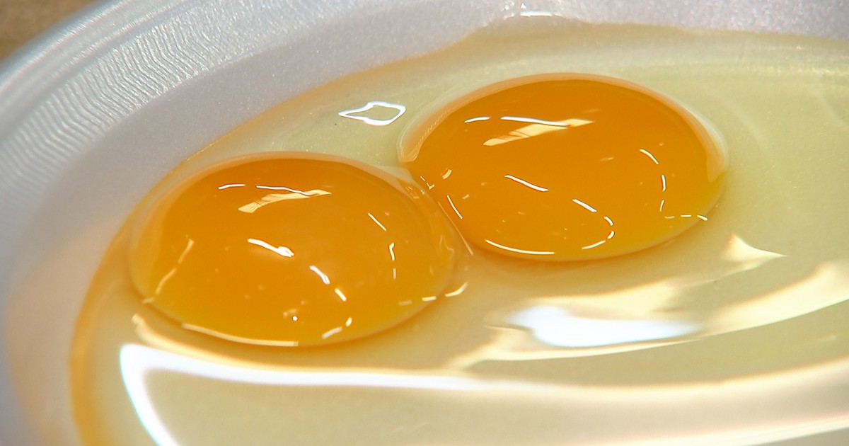 Resultado de imagem para ovo com duas gemas