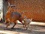 Ameaçado de extinção, filhote de audoad nasce no Zoo de Americana