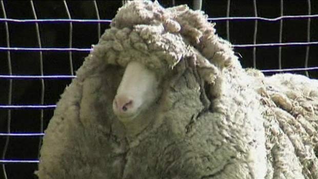 O carneiro Shaun pode bater um recorde (Foto: AuBC/BBC)