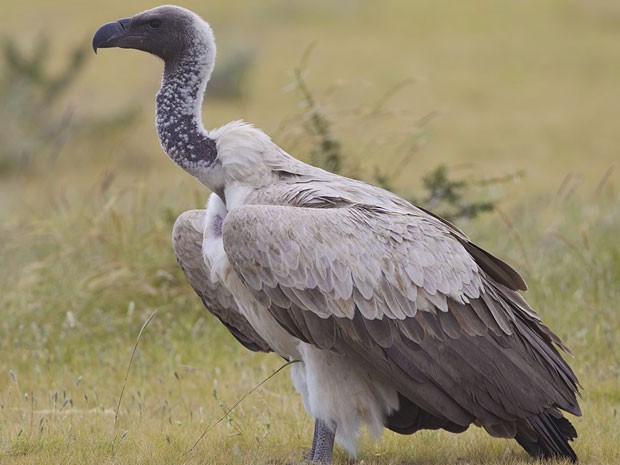 Exemplar de abutre africano-de-costas-brancas (Gyps africanus) (Foto: Yathin sk/Creative Commons)