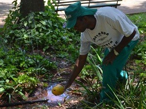 Jardineiro deixa fruta para tucano se alimentar em Araraquara, SP (Foto: Felipe Turioni/G1)