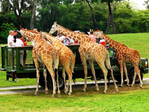 Girafas (Foto: Flávia Mantovani/G1)