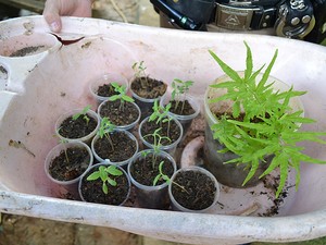 Pés de Maconha Muriaé (Foto: Rádio Muriaé/Divulgação)