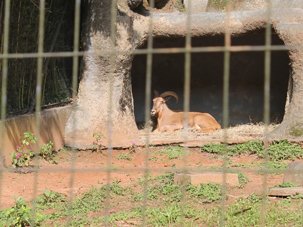 Aoudad descansa em cama de feno feita para aquecer o animal durante o inverno (Foto: Clara Velasco/G1)