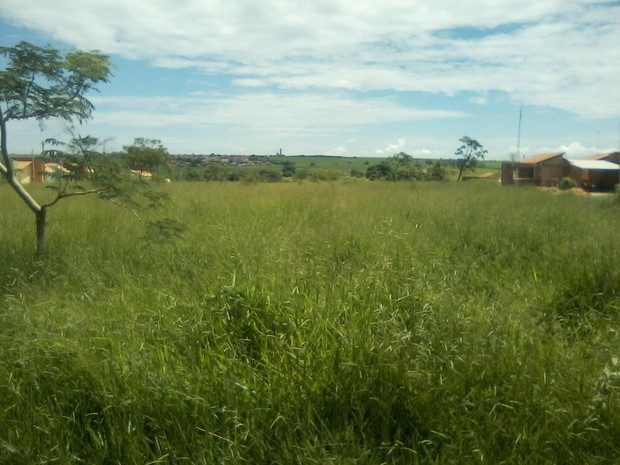 G Mato Alto Atrai Cobras Para Casas Reclama Morador De Araraquara