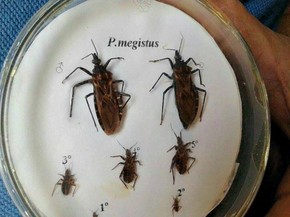 Condominio De Rio Branco Sofre Com Constantes Aparicoes De Barbeiros Acre G1 ✓ grátis para uso comercial ✓ imagens de alta qualidade. g1 globo