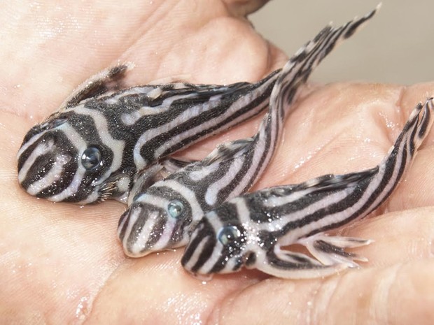 Espécie rara de peixe ornamental se reproduz em cativeiro no Pará Zebra