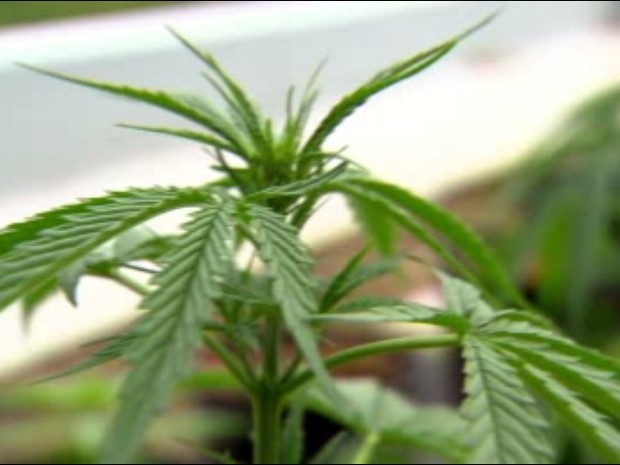 jamaica maconha (Foto: TV Globo)