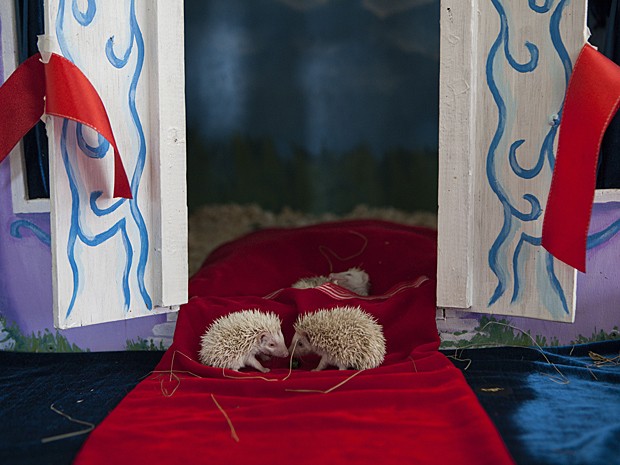 Família de ouriços agora se mudou para castelo em miniatura (Foto: Whitney Saldava/AP)