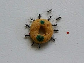 Cientistas desvendam segredo das formigas para carregar alimentos  'gigantes' | Natureza | G1