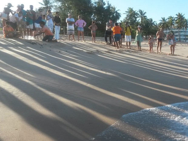 Cerca de 50 tartarugas de pente nasceram na tarde deste sábado (24) na praia do Bessa, em João Pessoa. O nascimento ocorreu a partir de uma cesariana de areia, quando há uma intervenção humana na eclosão dos ovos (Foto: Krystine Carneiro/G1)