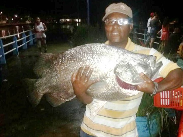 G1 Peixe gigante é capturado após uma hora de batalha no litoral