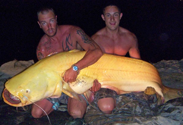 Em setembro de 2011, o pescador britânico Matt Gallant fisgou um peixe-gato albino de 2,29 metros e 81,6 quilos no rio Ebro, na Espanha. (Foto: Reprodução)