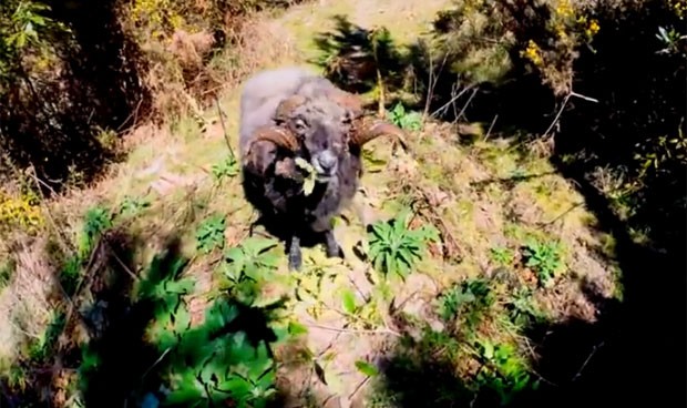 Carneiro furioso atacou drone após o aparelho voar perto demais dele na Nova Zelândia (Foto: Reprodução/YouTube/Buddhanz1)