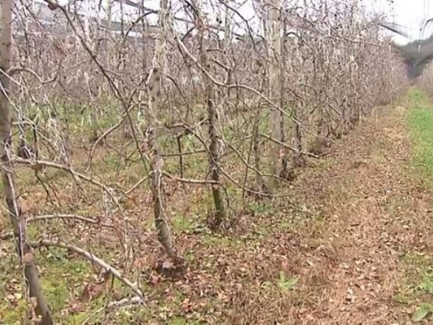 Nas baixas temperaturas, as folhas caem das macieiras (Foto: Reprodução/RBS TV)