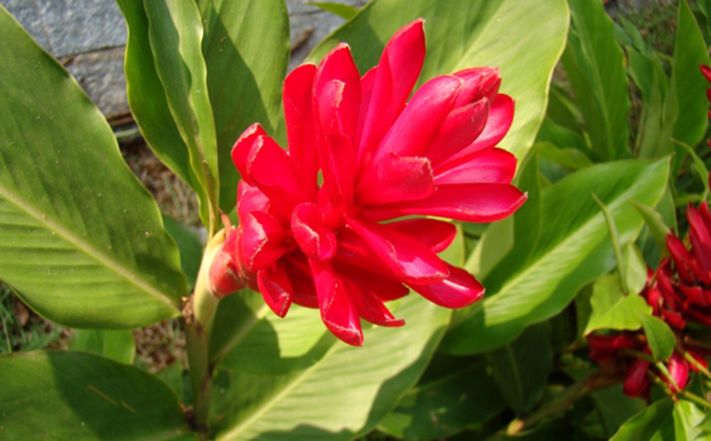 alpinia_3515402396661236041.jpg