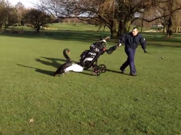 Golfista se viu em apuros após ser perseguido e atacado por um casal de cisnes (Foto: Reprodução/YouTube/Mally1640)