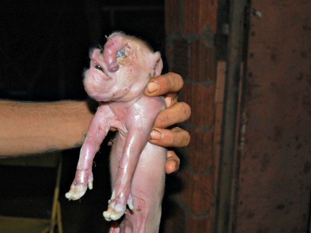 Filhote de porco nasce com tromba na testa e morre em chácara de MS (Foto: José Pereira/Sidrolândia News)